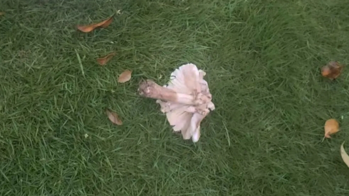 一个喊着“太君威武”的“精神日本人”为何要嘲讽华为？