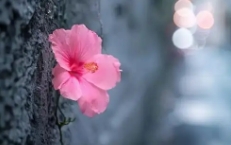 善良是护你一生的铠甲！