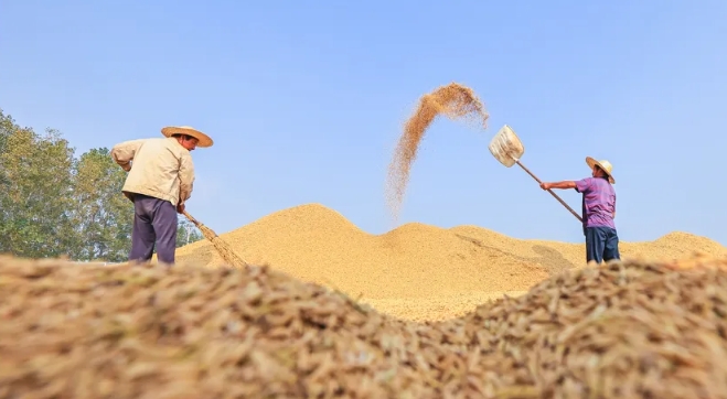 人均千斤粮，中国人心里很踏实！